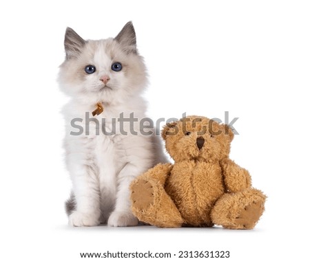 Sweet blue bicolor Ragdoll cat kitten, sitting beside toy teddy bear. Looking towards camera with blue eyes. Isolated on a white background.
