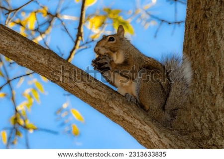 Squirrel eating during autumn in Ontario park, Canada