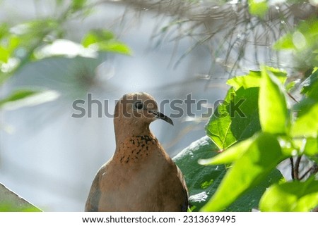 Close up turtledove head with feather and beack with green leaves on blurred background.  Selective focus. 
