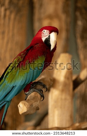 Photo of a Green Winged Macaw perched on a branch. This was taken at The Bird Kingdom located in Niagara Falls, Canada. 