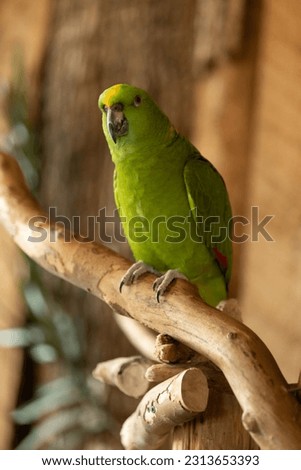 Photo of a yellow-naped amazon perched on a branch. This photo was taken at the bird kingdom located in Niagara Falls, Canada.