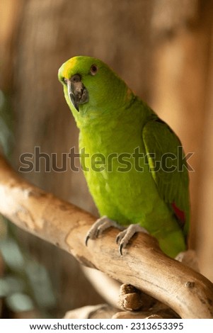 Photo of a yellow-naped amazon perched on a branch. This photo was taken at the bird kingdom located in Niagara Falls, Canada.