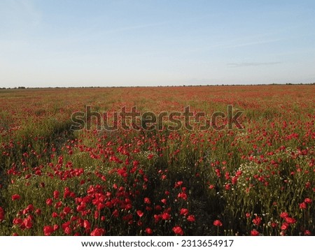 Aerial view on poppy field at sunset, with red poppies and wildflowers glowing in the evening light. Beautiful field scarlet poppies flowers in motion blur. Glade of red poppies. Papaver sp. Nobody