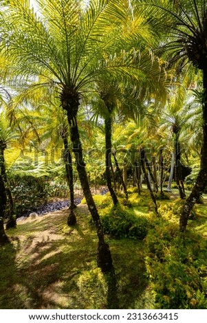 Tropical garden with palm trees, ferns and exotic flowers on Martinique island. Sunlit lush exotic vegetation in popular public park in the Caribbean sea called “Jardin de Balata“, Fort-de-France.