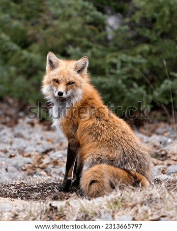 Red fox sitting on white moss white a green background in the spring season displaying fox tail, fur, in its environment and habitat. Fox Image. Picture. Portrait. Photo.
