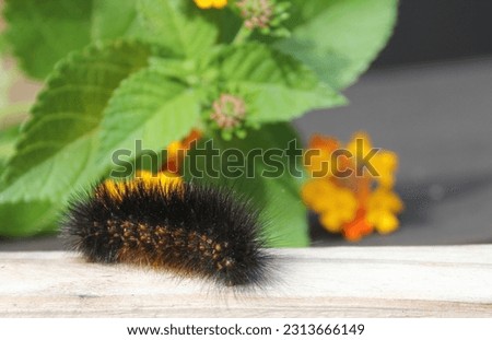 Salt Marsh Caterpillar on Wooden Fence With Yellow Flowers in Background. Rural East Texas Estigmene acrea