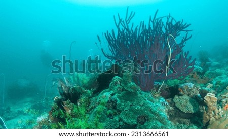 Coral reef  in the underwater bay of Lampung, Indonesia