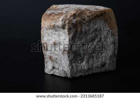 Piece of cheese fermented by bacteria with fungus and mold
