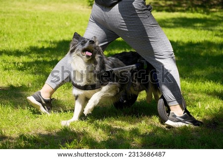 handicapped dog performing show tricks learned in the past Royalty-Free Stock Photo #2313686487