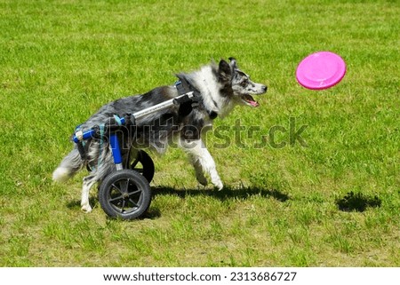 handicapped dog is playing on the grass Royalty-Free Stock Photo #2313686727