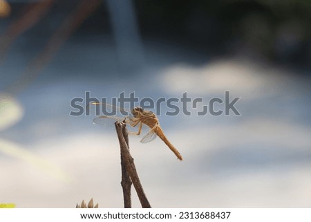 A grasshopper is sitting on a dry stick.  The picture was taken on 21 December 2021 in Bangladesh. Light orange grasshopper