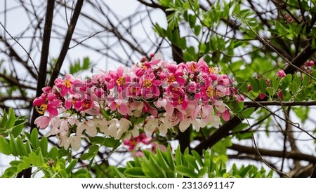 Cassia javanica is a flowering tree in the legume family that has fragrant, pink, apple blossom like flowers in the spring and summer