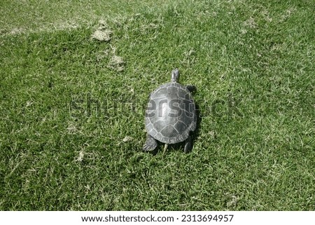 This is a picture of a turtle on the grass walking in the sun