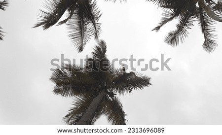 image of coconut trees in overcast weather, wanderlust and relaxation concept. nature and spirituality concept for mental health
