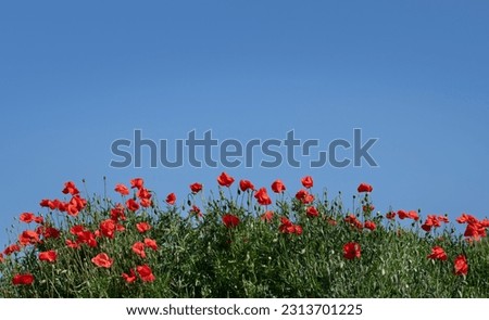 Many red poppies grow at the bottom of the picture. Above is blue sky with plenty of room for text