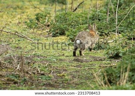Natural wildlife rabbit in the grass