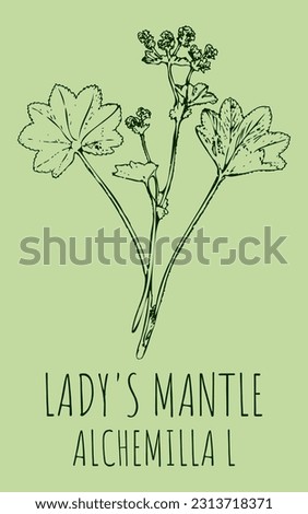 Vector drawings LADY'S MANTLE. Hand drawn illustration. Latin name Alchemilla vulgaris L.
 Royalty-Free Stock Photo #2313718371