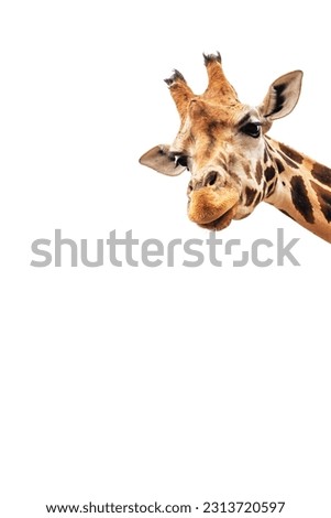 Beautiful giraffe head isolated on white background.
