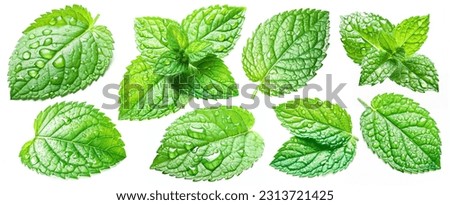 Set of mint leaves with drops isolated on white background. Royalty-Free Stock Photo #2313721425