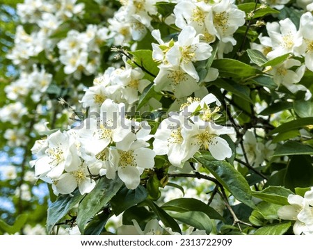 Garden Jasmine white flowers. Philadelphus incanus (hairy mock orange) blossom in park. Natural beautiful white flowering tree. 