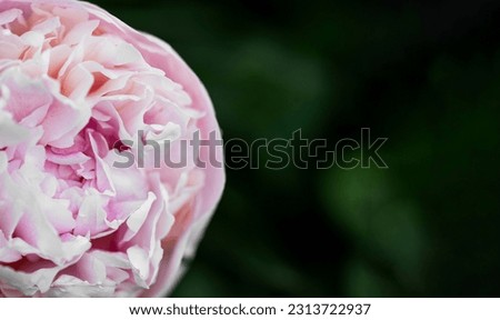 panoramic floral banner. bouquet of pink peonies on a green background with place for text. minimalistic composition in a dark key. top view, moody floral, copy space.
