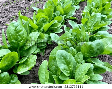 green fresh spinach leaves in the garden Royalty-Free Stock Photo #2313733111