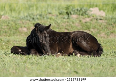 black baby horse foal in pasture
