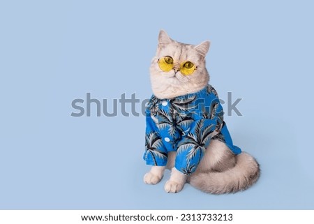 Cute white cat in a blue shirt and yellow eyeglasses sitting on blue background