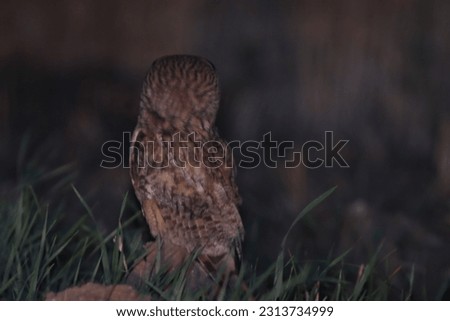 Owls look for prey at night in the field
