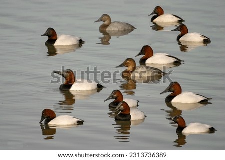 Redhead ducks in natural habitat
