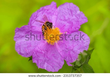 A bee isolated on the pink rock rose flower. bee on purple flower. Apis mellifera.