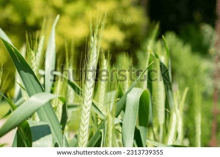 Zurich, Switzerland, May 22, 2023 Pasta wheat or Triticum Durum plant at the botanical garden Royalty-Free Stock Photo #2313739355