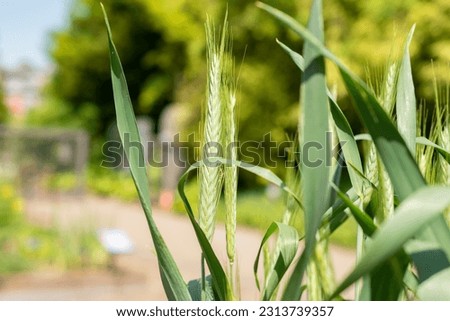Zurich, Switzerland, May 22, 2023 Pasta wheat or Triticum Durum plant at the botanical garden Royalty-Free Stock Photo #2313739357