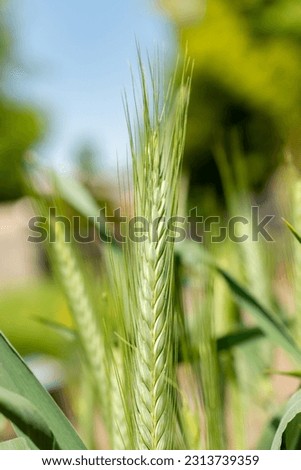 Zurich, Switzerland, May 22, 2023 Pasta wheat or Triticum Durum plant at the botanical garden Royalty-Free Stock Photo #2313739359