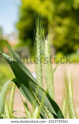 Zurich, Switzerland, May 22, 2023 Pasta wheat or Triticum Durum plant at the botanical garden Royalty-Free Stock Photo #2313739361