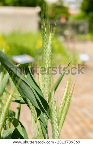 Zurich, Switzerland, May 22, 2023 Pasta wheat or Triticum Durum plant at the botanical garden Royalty-Free Stock Photo #2313739369