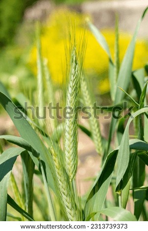 Zurich, Switzerland, May 22, 2023 Pasta wheat or Triticum Durum plant at the botanical garden Royalty-Free Stock Photo #2313739373