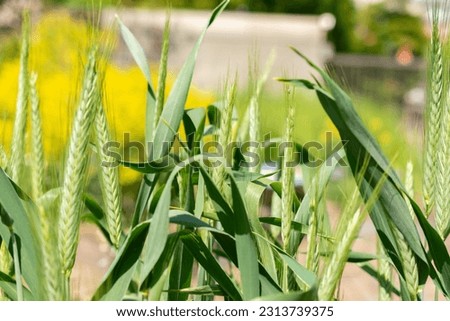 Zurich, Switzerland, May 22, 2023 Pasta wheat or Triticum Durum plant at the botanical garden Royalty-Free Stock Photo #2313739375