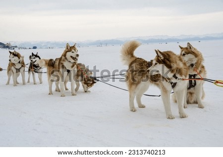 Husky pulled in lake Baikal in winter Royalty-Free Stock Photo #2313740213