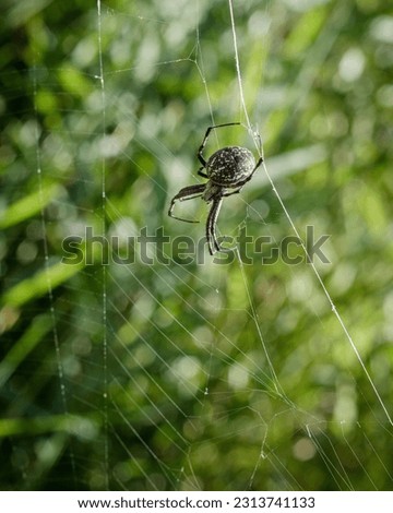 Enchanting Western Spotted orbweaver spider weaving intricate web at Utah Lake. Captivating arachnid beauty in natural habitat. Perfect for nature enthusiasts, wildlife photography, and visual designs Royalty-Free Stock Photo #2313741133
