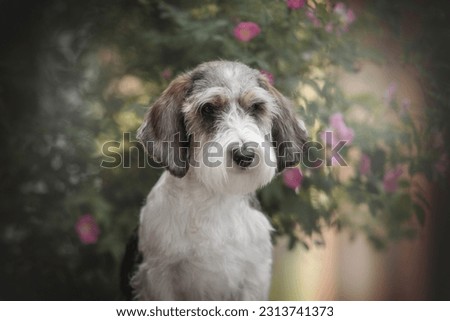 Close up portrait of a Petit basset griffon vendeen dog among pink flowers Royalty-Free Stock Photo #2313741373