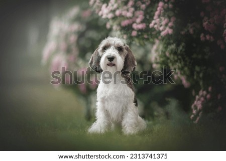 Petit basset griffon vendeen dog posing among pink flowers Royalty-Free Stock Photo #2313741375