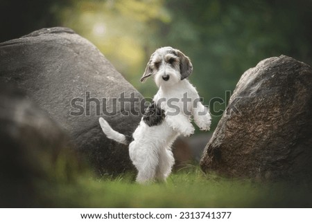 Petit basset griffon vendeen dog playing around big stones on the sunset background Royalty-Free Stock Photo #2313741377