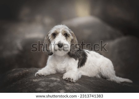 Petit basset griffon vendeen dog resting on the big grey stones Royalty-Free Stock Photo #2313741383