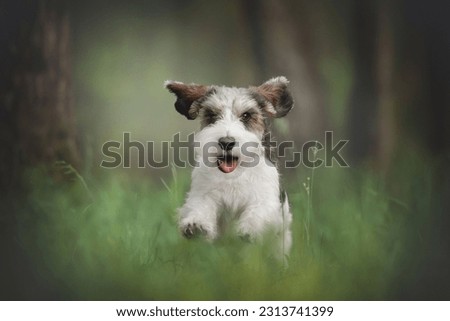 Petit basset griffon vendeen dog running in spring green forest Royalty-Free Stock Photo #2313741399
