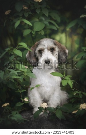 Petit basset griffon vendeen dog sitting on a big stone around summer greenery