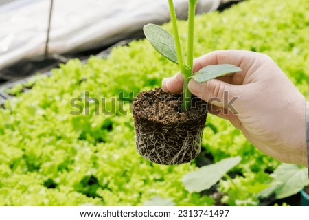 A farmer examines the root of a cucumber seedling for disease. Growing healthy cucumber seedlings.