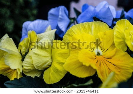 yellow and blue pansies flowers ukraine flag