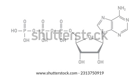 Chemical structure of Adenosine triphosphate (ATP) (C10H16N5O13P3). adenine ribose and three phosphate groups. Chemical resources for teachers and students. Vector illustration. Royalty-Free Stock Photo #2313750919