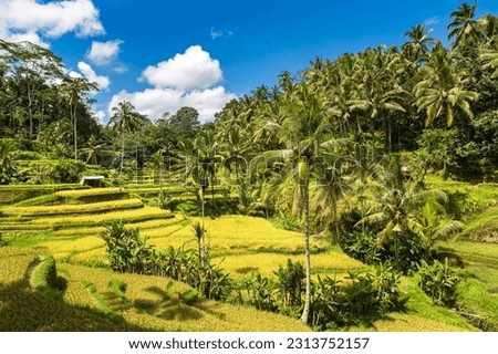 Tegallalang rice terrace field on Bali, Indonesia in a sunny day Royalty-Free Stock Photo #2313752157